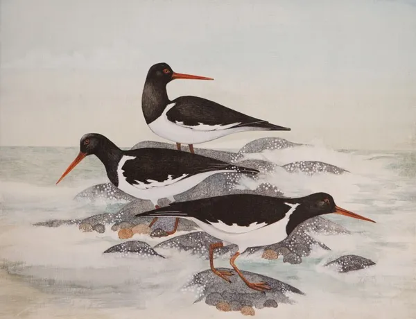 Harriet Bane, Three Oystercatchers