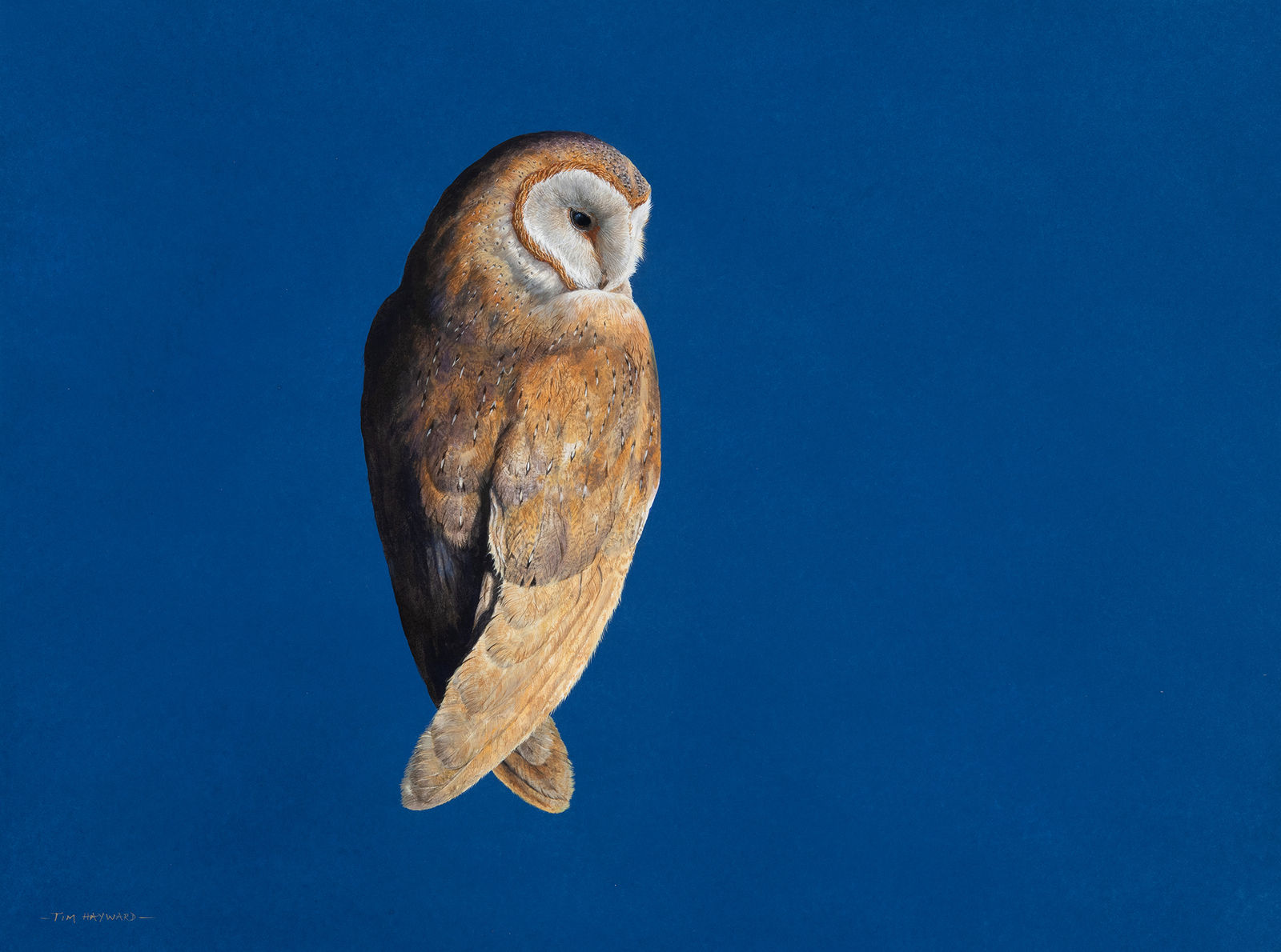 Tim Hayward, Barn Owl - Ultramarine
