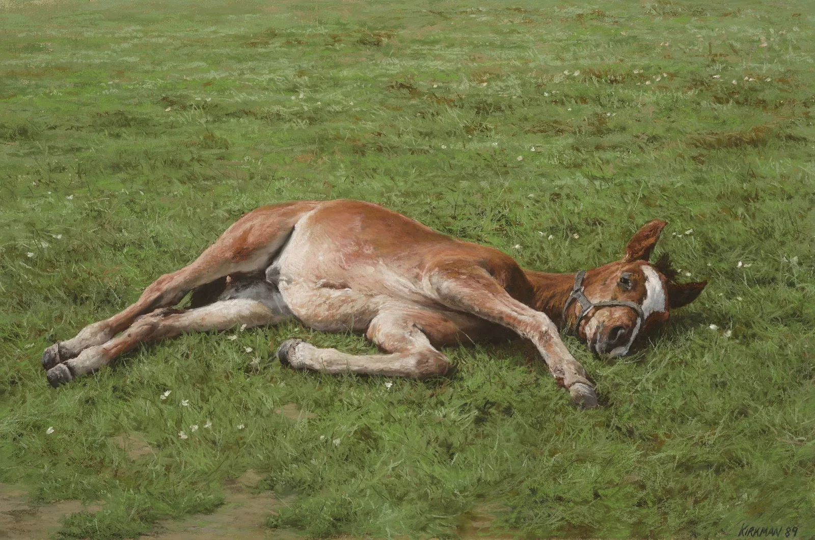 Jay Kirkman, A Foal Resting