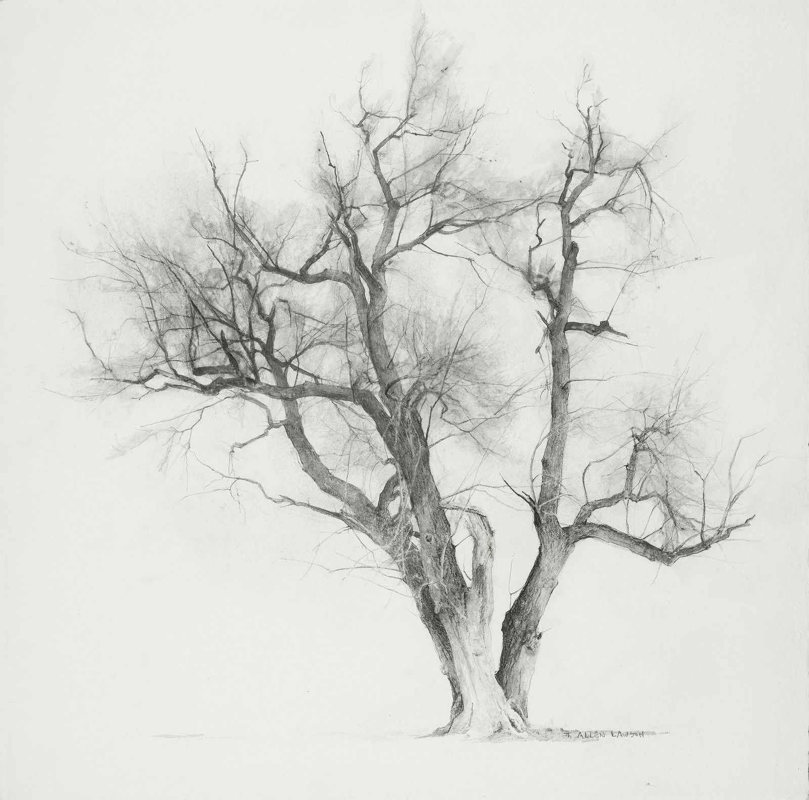 T. Allen Lawson, Study - Evening Tree