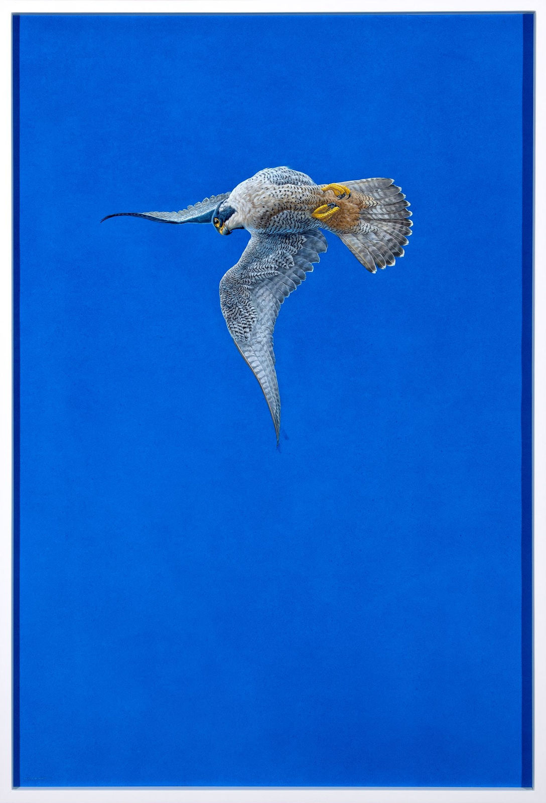 Tim Hayward, Blue peregrine falcon, 2025