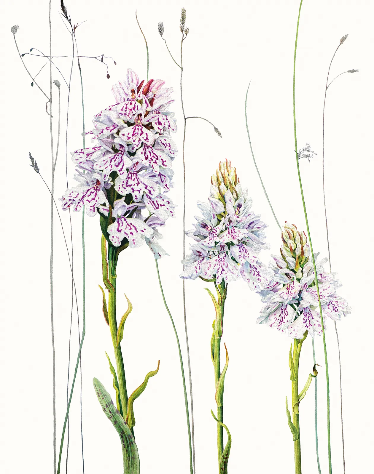 Rosie Sanders, Common spotted orchids, 2021