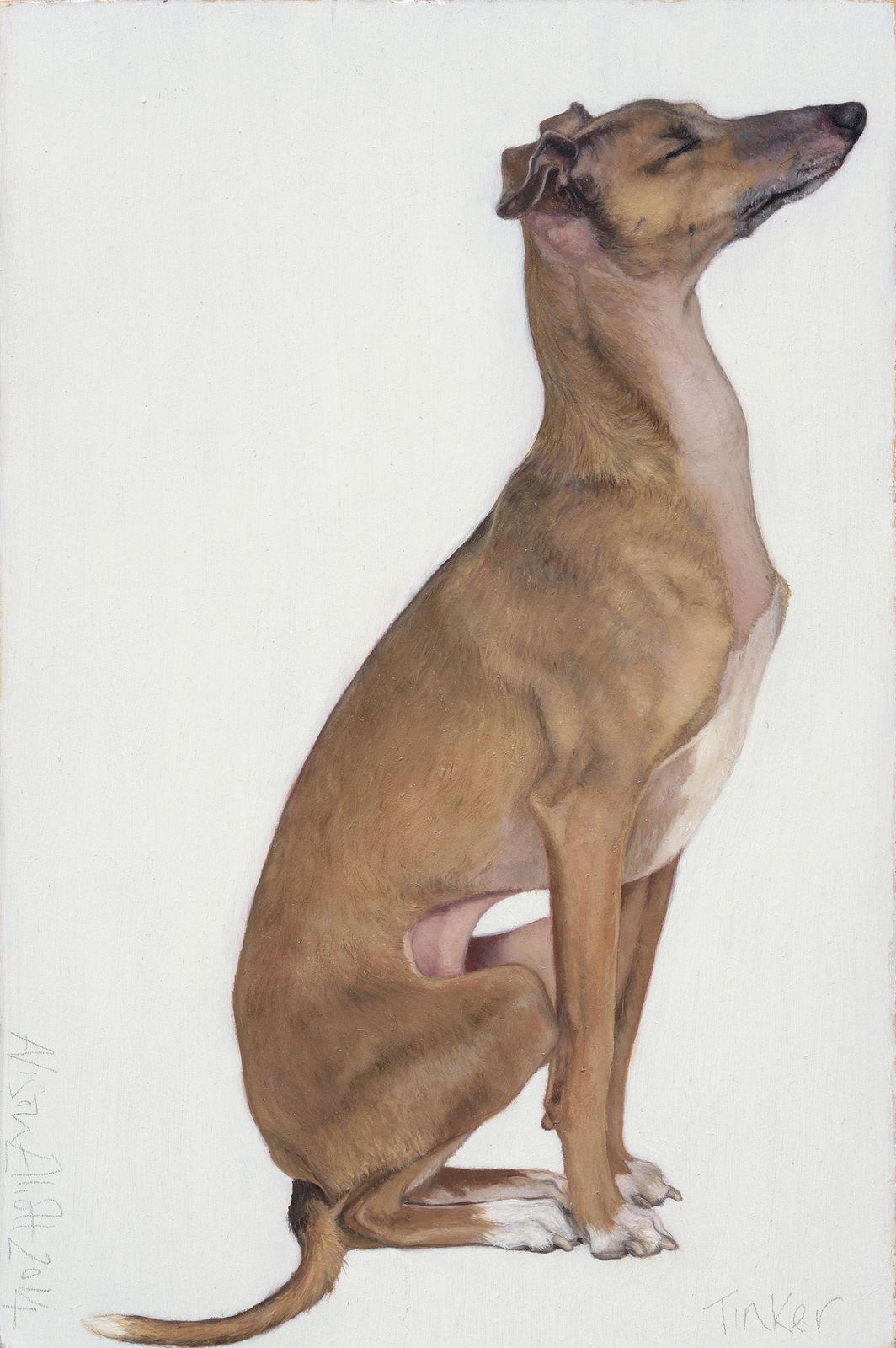 Alison Elliott, Tinker (Italian Greyhound)