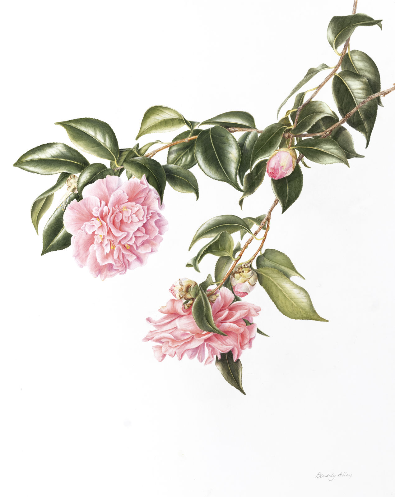Beverly Allen, CAMELLIA JAPONICA 'TIFFANY'