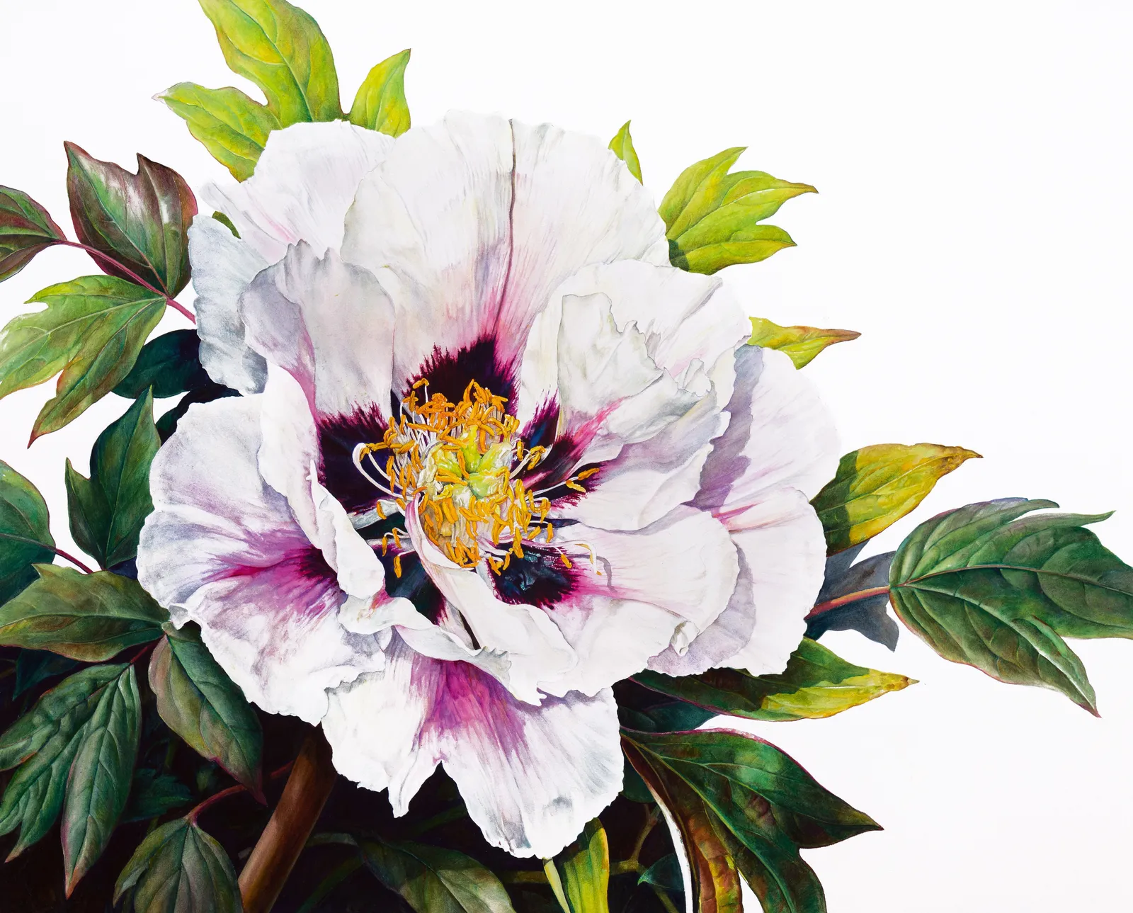 Rosie Sanders, Paeonia Rockii hybrid, 2023