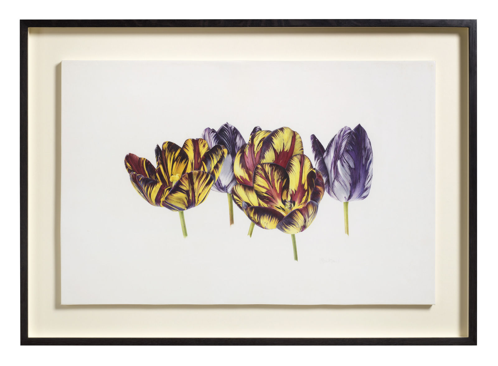 Fiona Strickland, English Florists' Tulip Group Portrait - Tulipa ‘Lord Stanley’, Tulipa ‘Talisman’, & Tulipa ‘Joseph Paxton Flame’