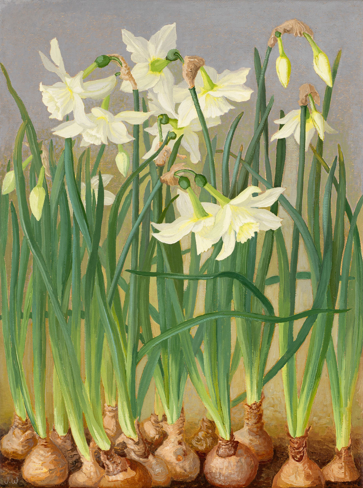 Jane Wormell, Narcissi