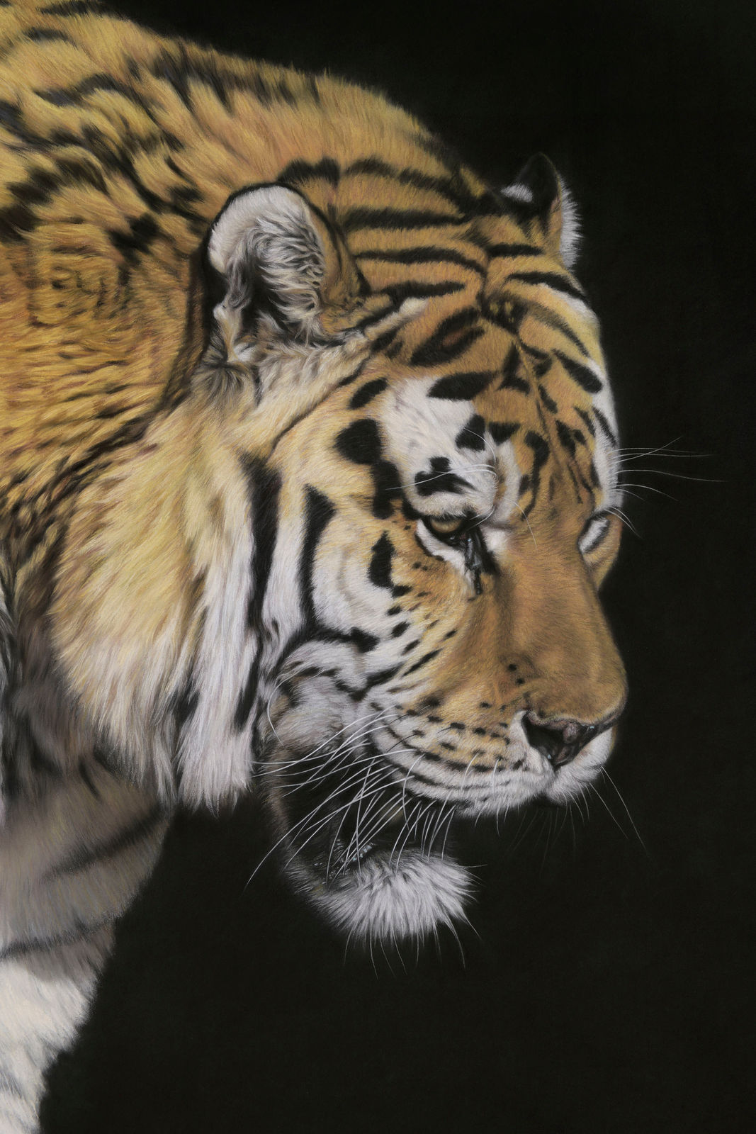 Gary Stinton, Amur Tiger - Close Encounter III, 2016