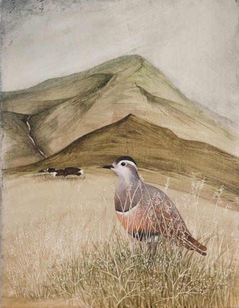 Harriet Bane, Dotterel and Herdwick Sheep