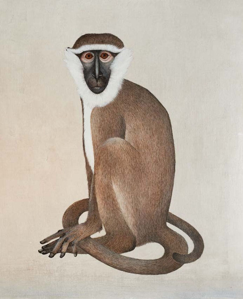 Harriet Bane, Vervet Monkey