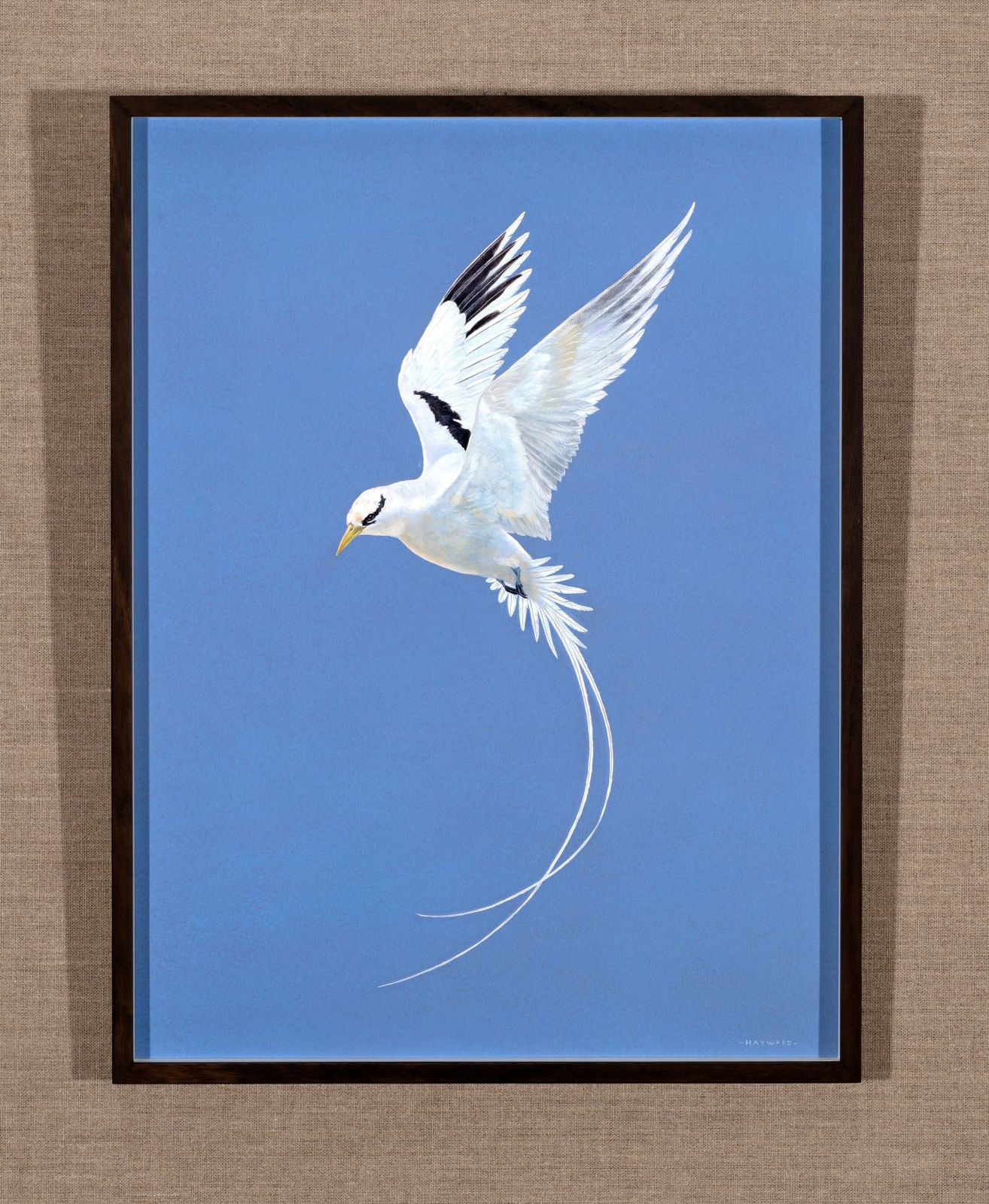 Tim Hayward, Tropic Bird , 2025