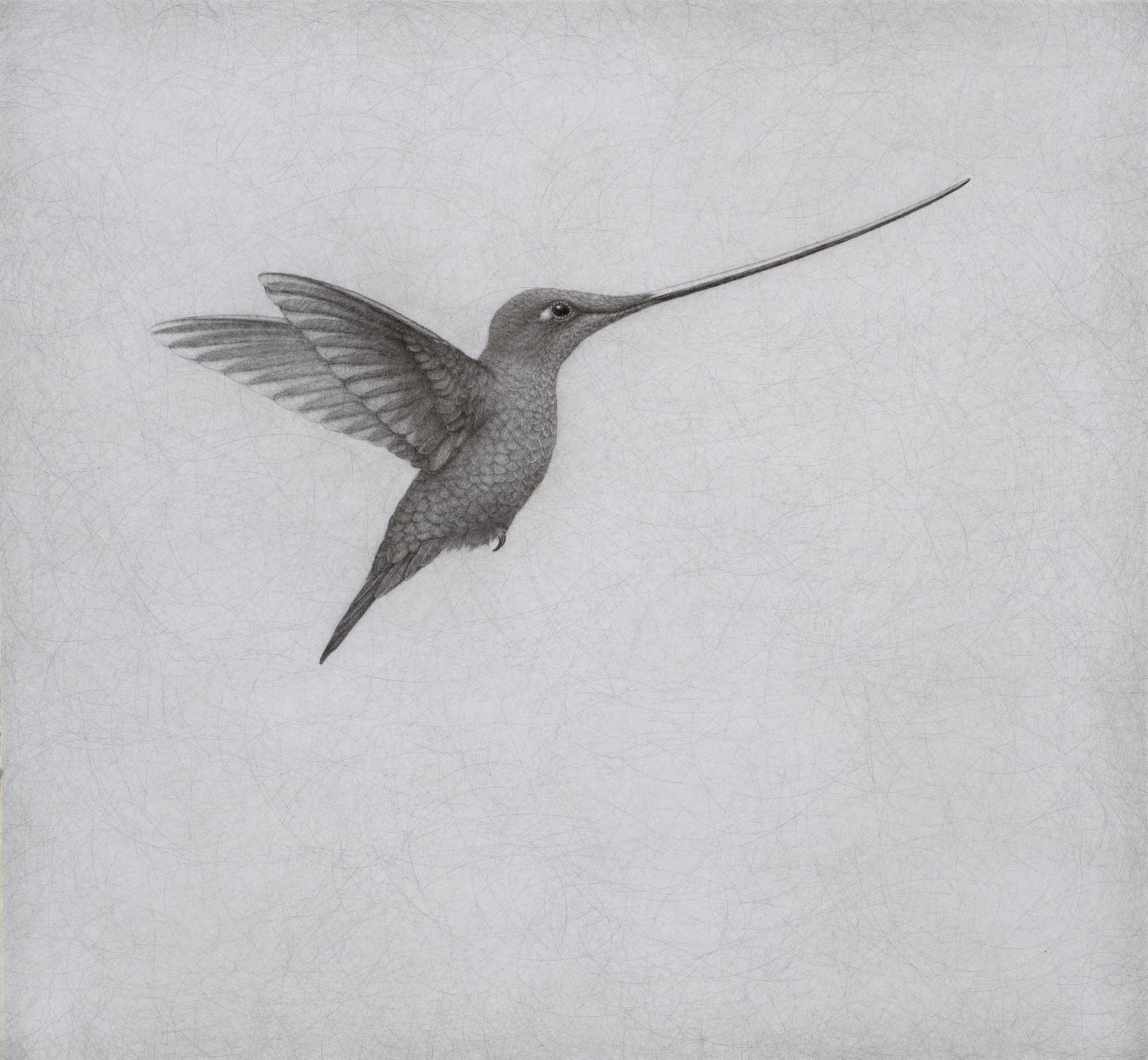 Lee Andre, Sword-billed Hummingbird , 2024