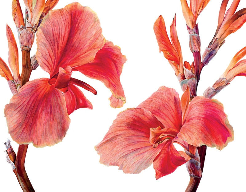 Rosie Sanders, Cannas 2