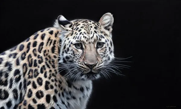 Gary Stinton, Eye to Eye I - Amur Leopard