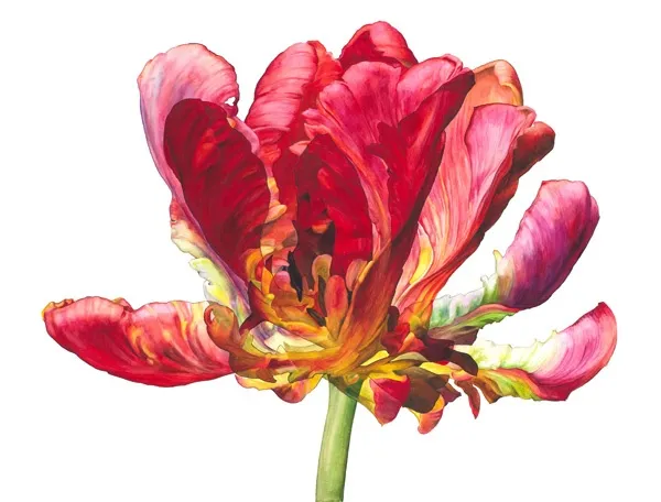 Rosie Sanders, Flowering I