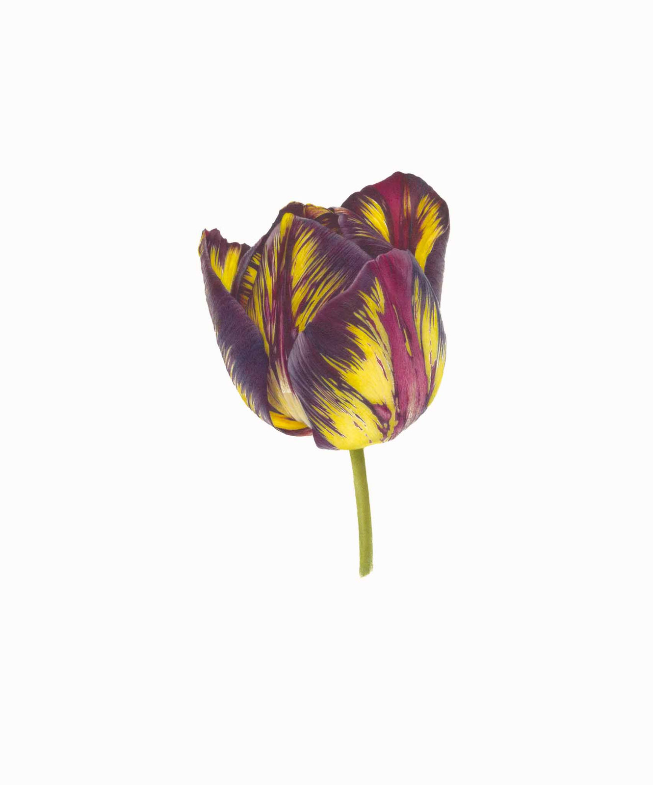Fiona Strickland, Tulipa ‘Lord Stanley’ (English Florists' Tulip)