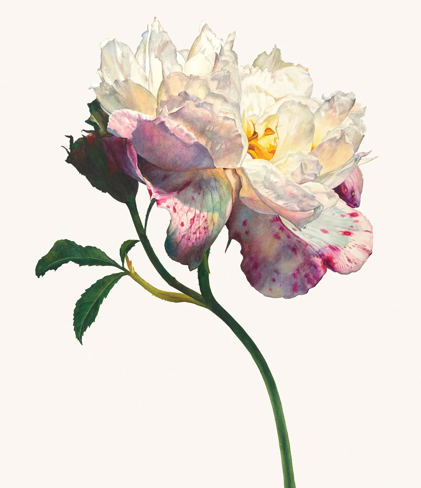 Rosie Sanders, The summer's flower