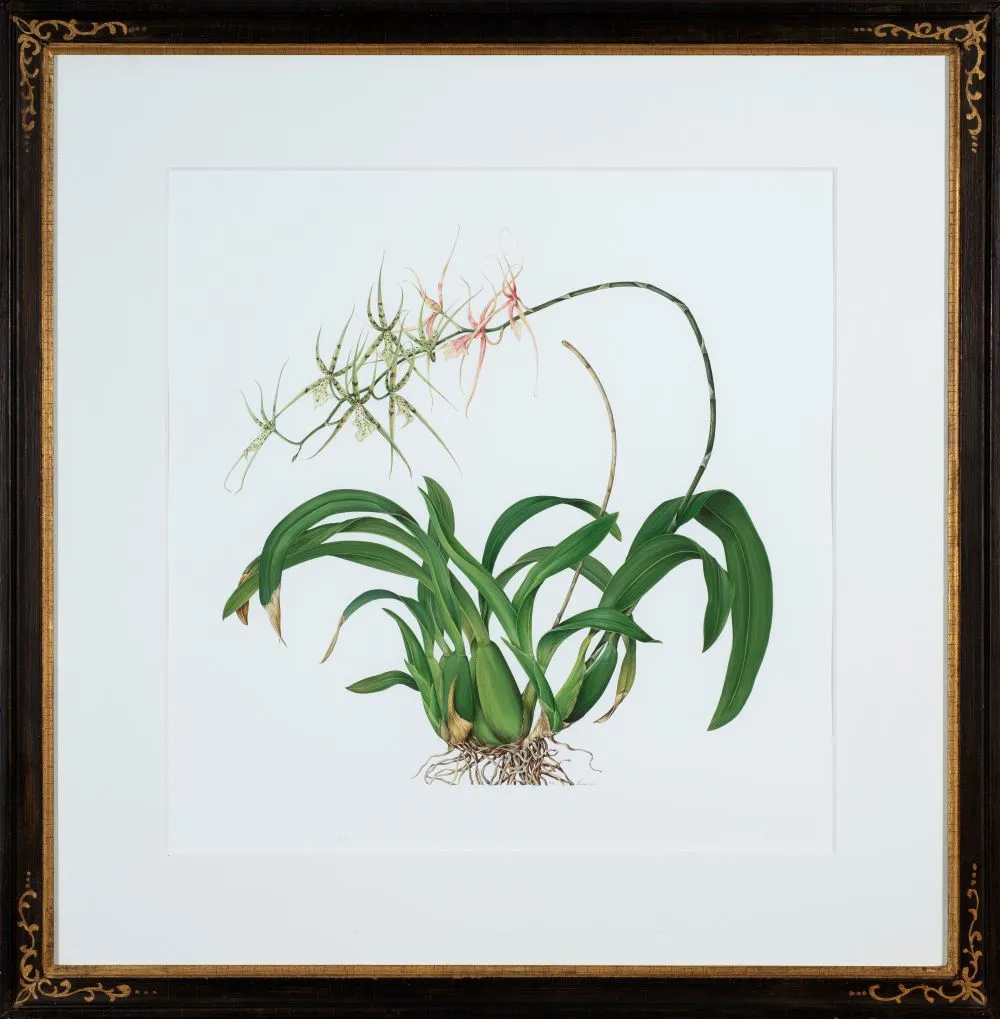 Kate Nessler, Brassia verrucosa X Brassia caudata, 1995