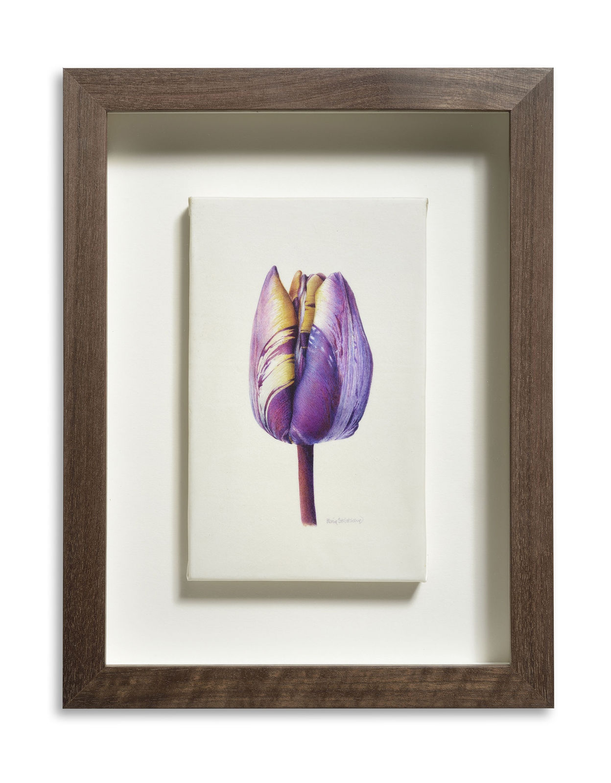 Fiona Strickland, Tulipa ‘The Lizard’