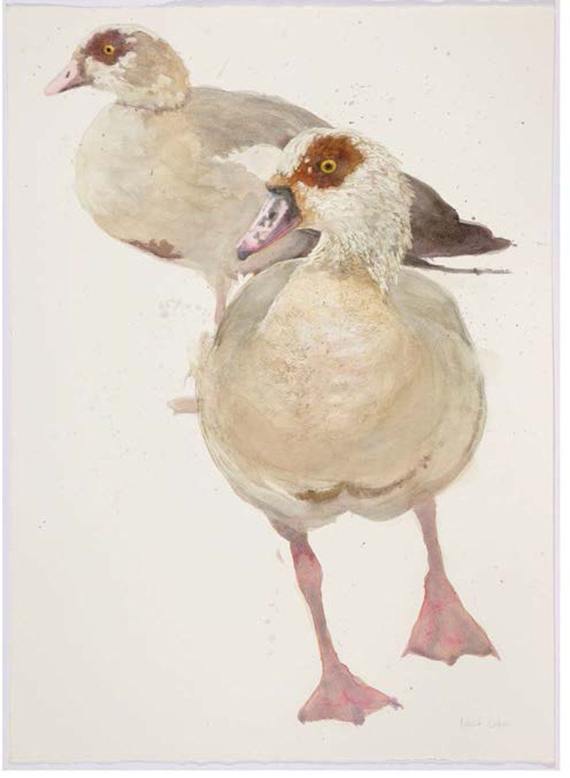 Roland Corbin, Egyptian Geese