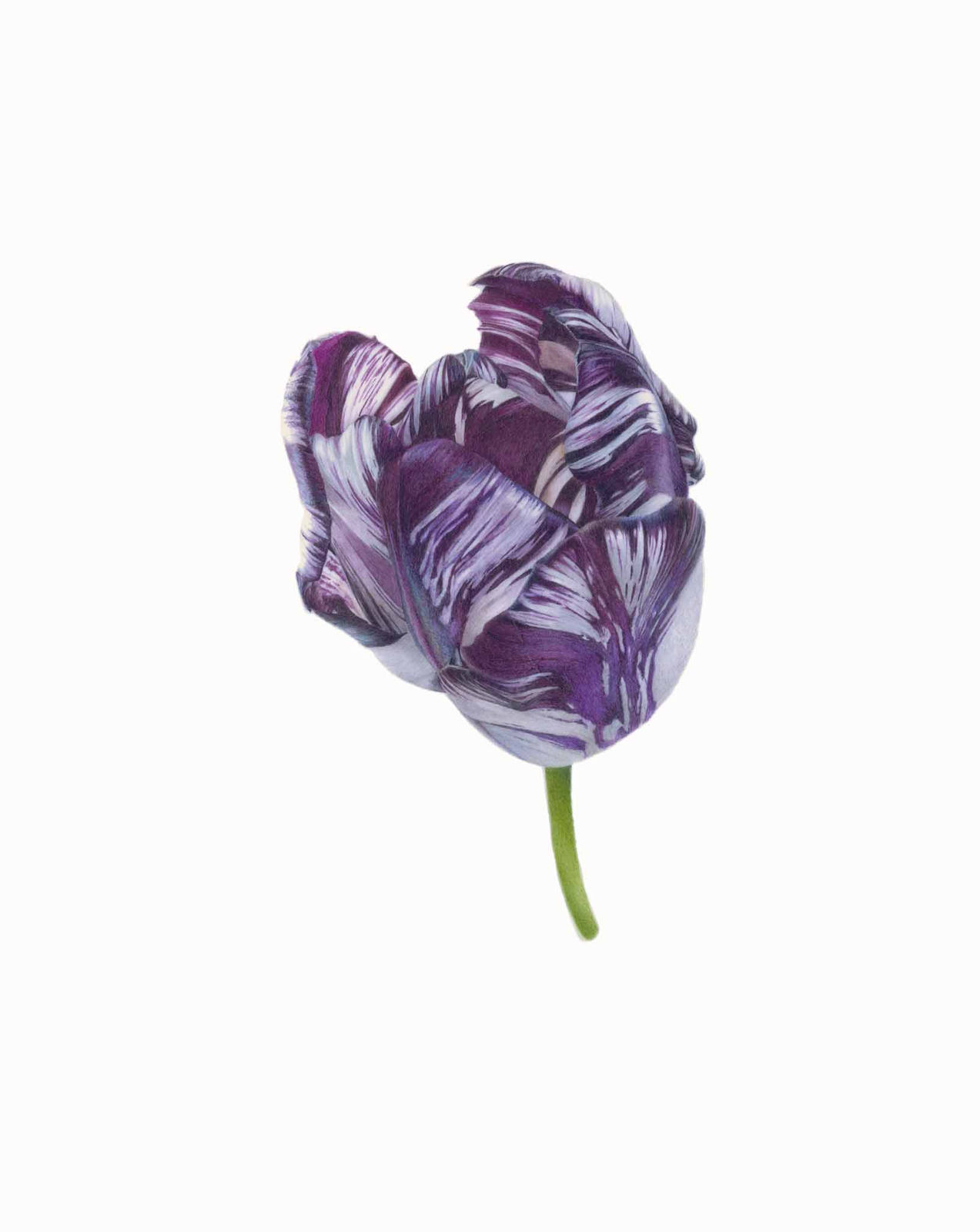 Fiona Strickland, Tulipa ‘Rory McEwen’ (English Florists' Tulip)