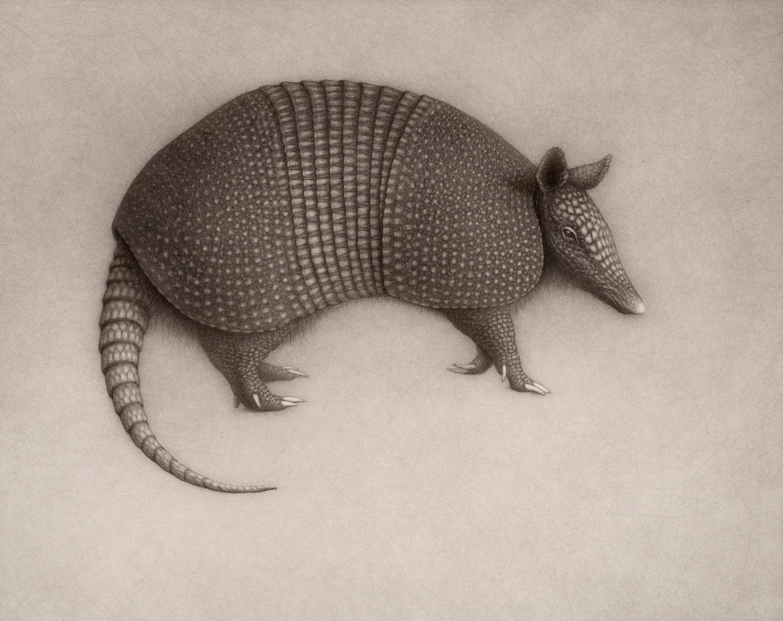 Lee Andre, Armadillo, 2022