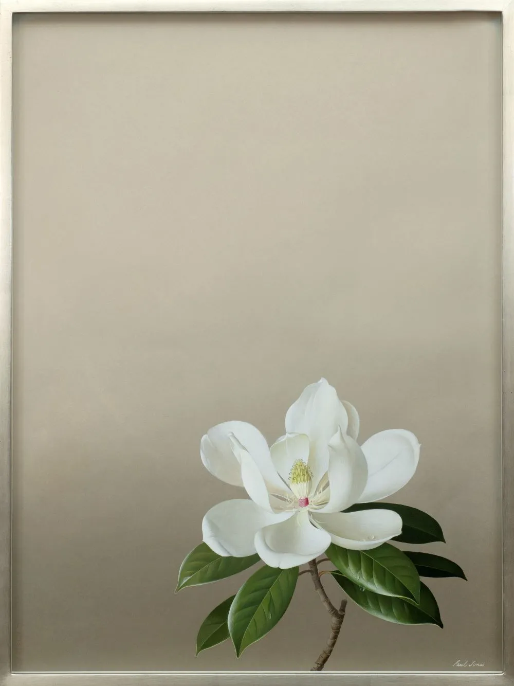 Paul Osborne Jones, Study of a magnolia