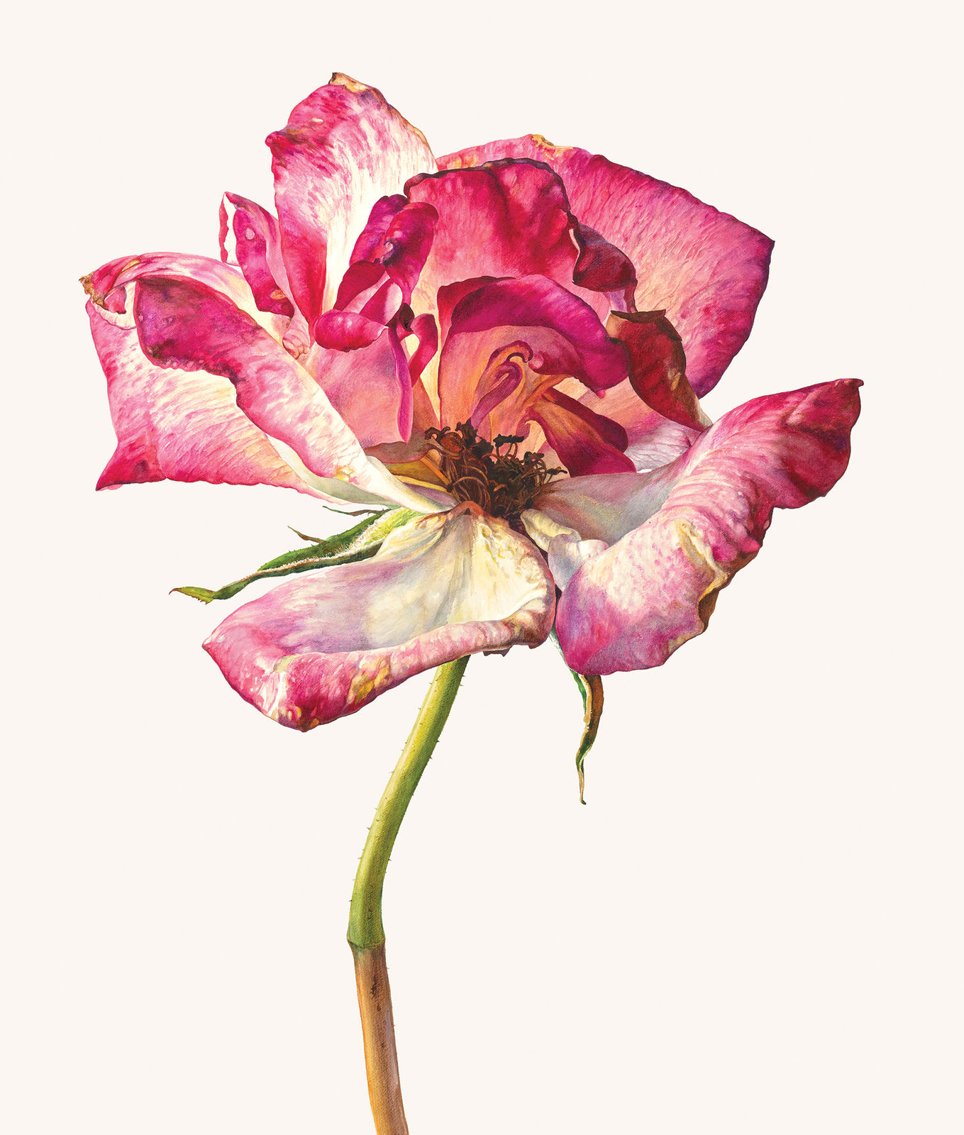 Rosie Sanders, Still as sweet