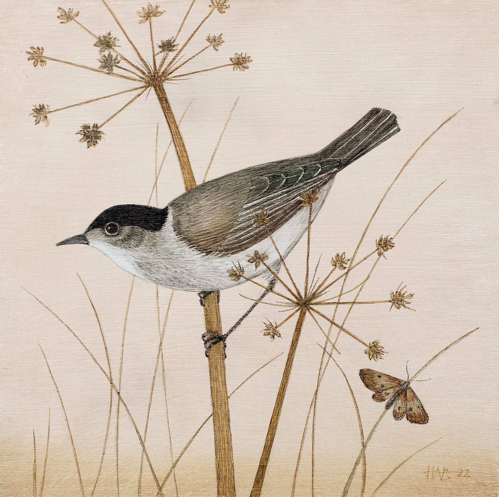 Harriet Bane, Blackcap, 2022