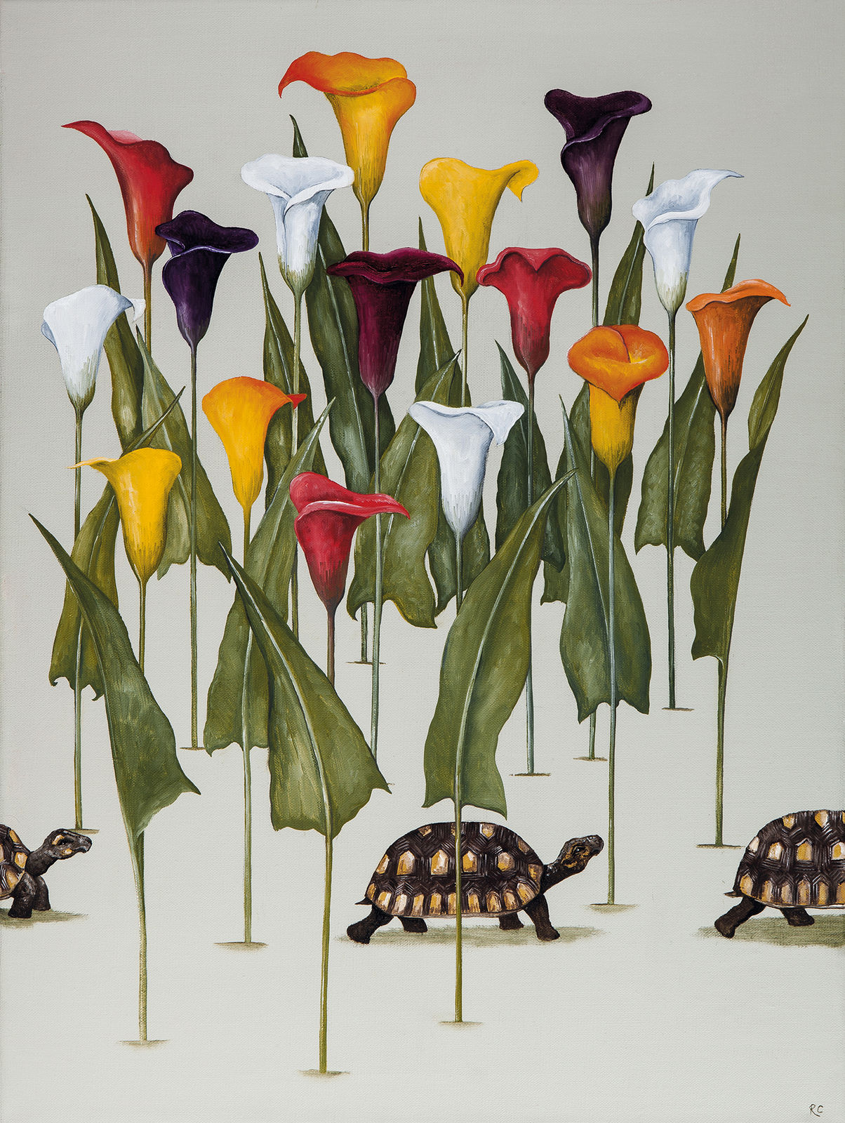 Rebecca Campbell, A Creep of Tortoises