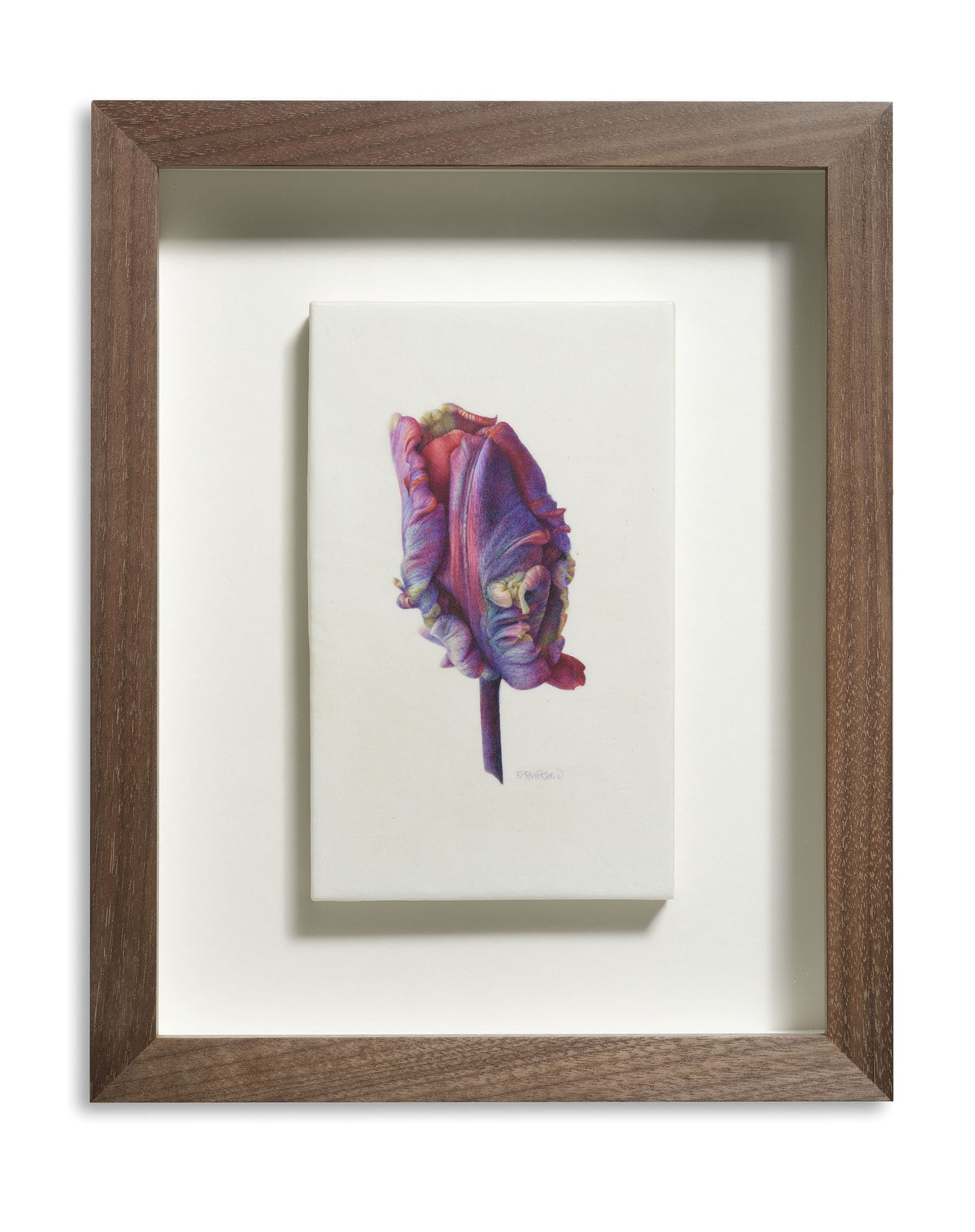 Fiona Strickland, Rococo Bud (Tulipa ‘Rococo’)