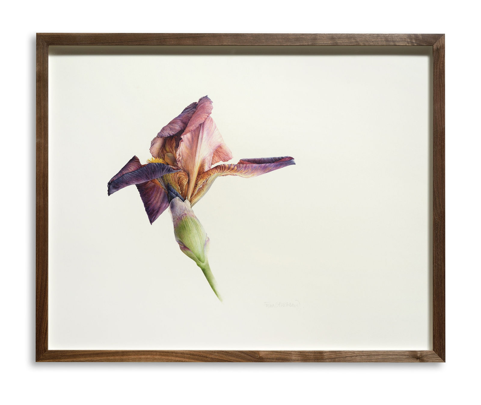 Fiona Strickland, Iris (Iris ‘Action Front’)