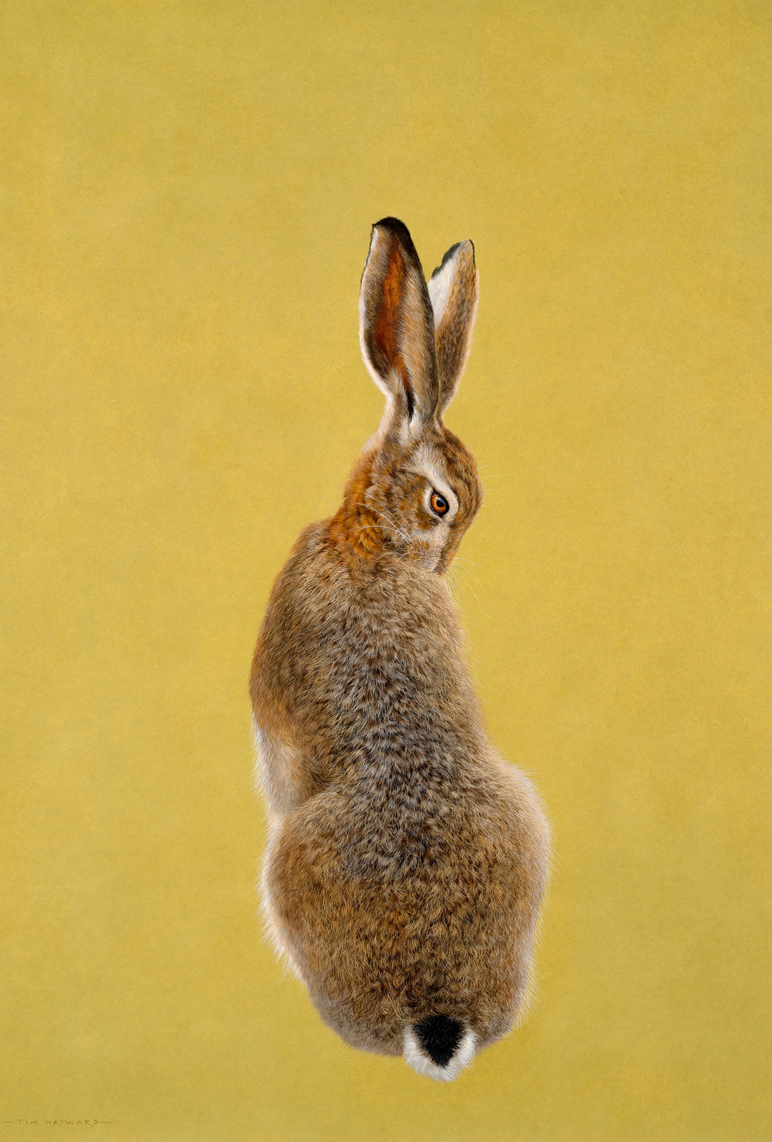 Tim Hayward, Browne Hare - Chartreuse , 2022