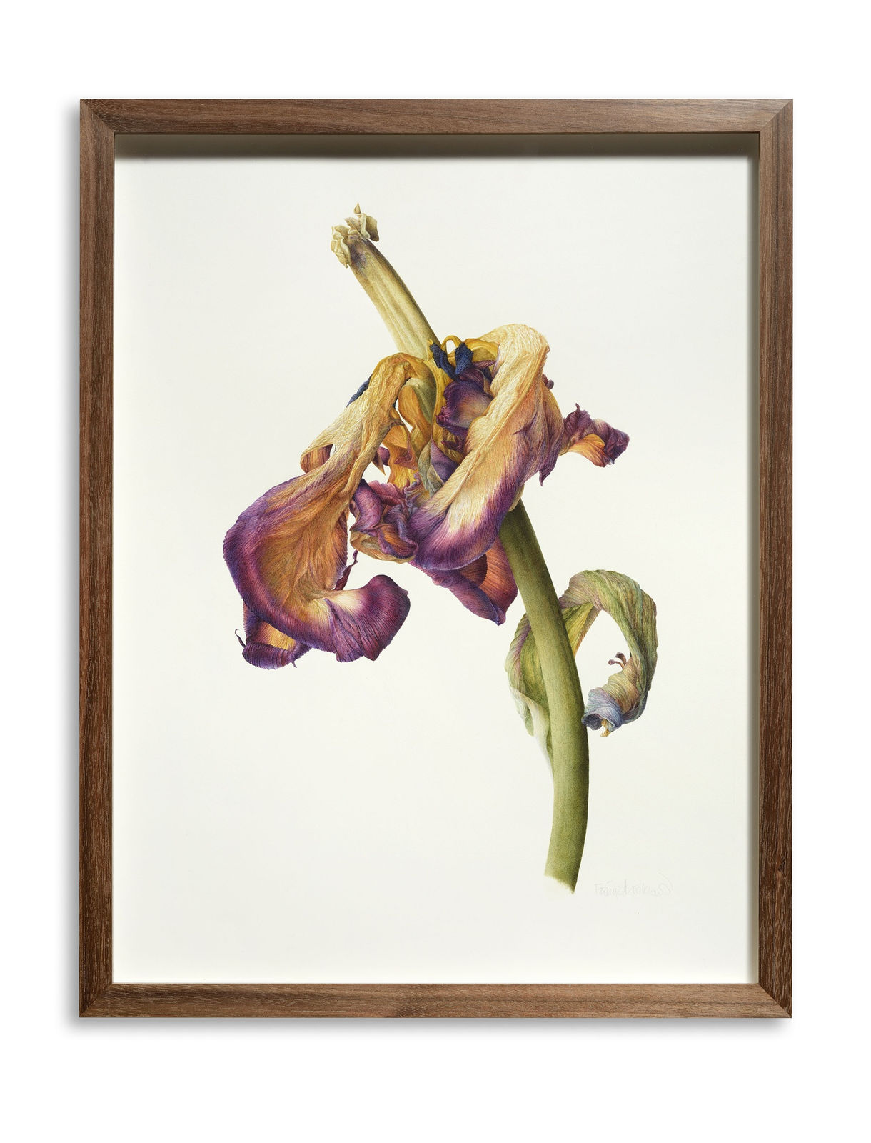 Fiona Strickland, Tulipa