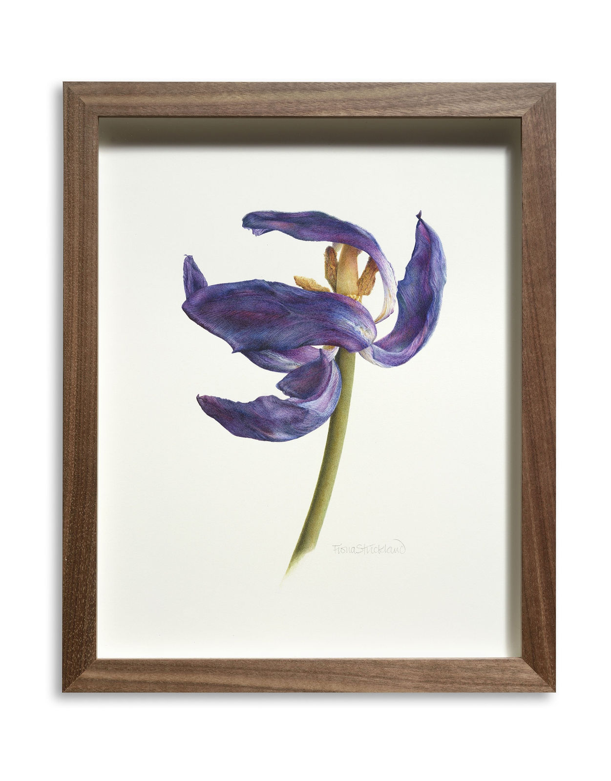 Fiona Strickland, Early Spring Tulip