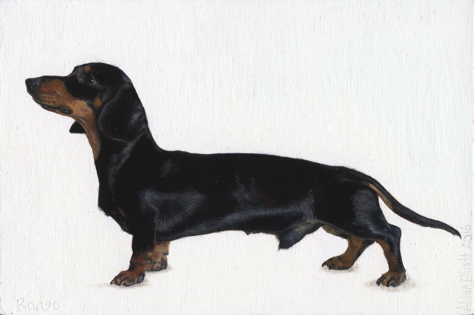 Alison Elliott, Bongo (Miniature Dachshund)