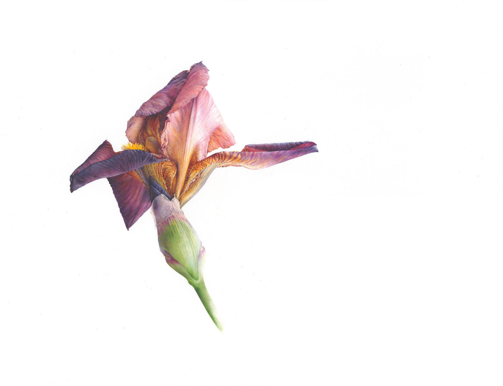 Fiona Strickland, Iris (Iris ‘Action Front’)