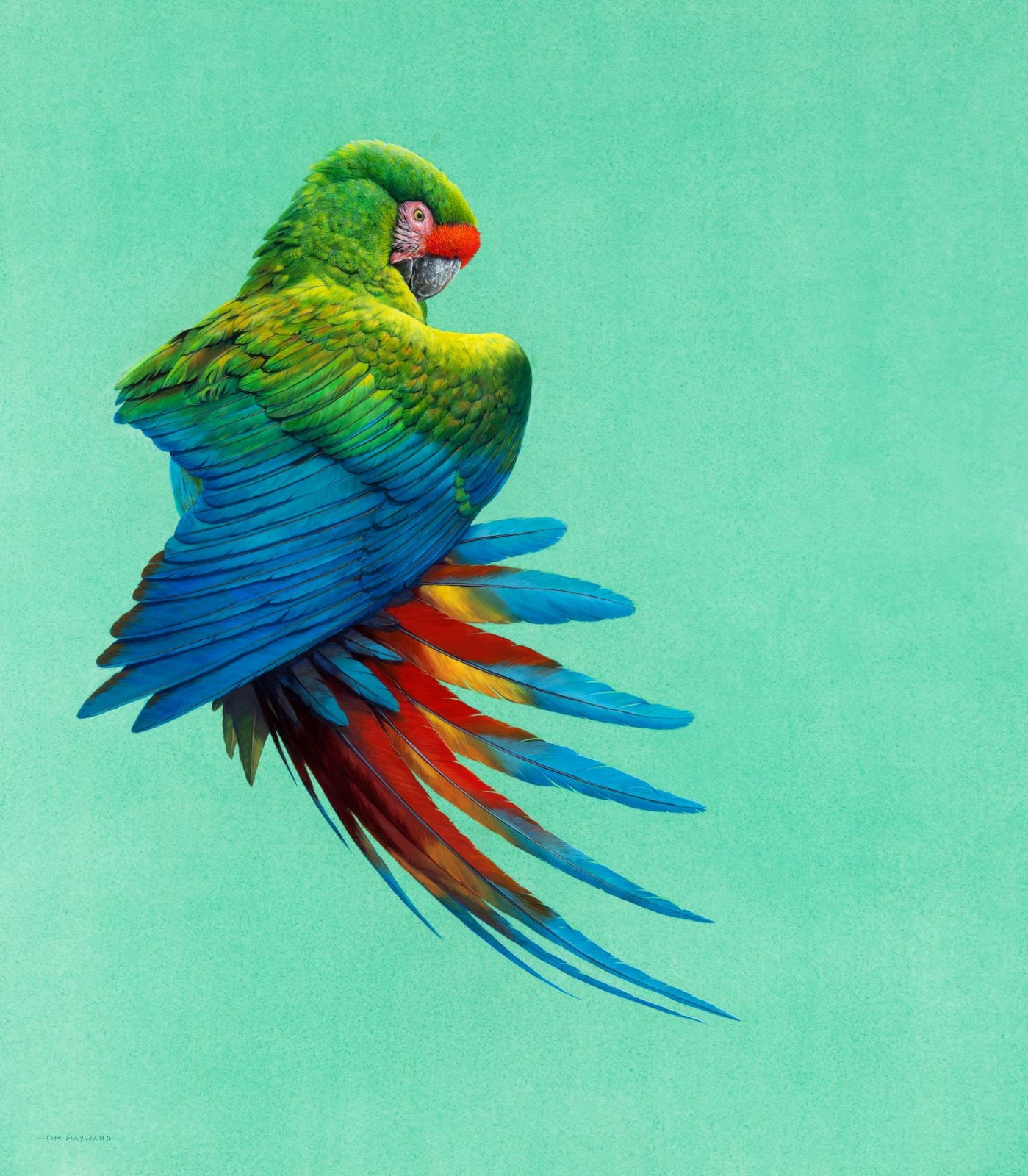 Tim Hayward, Military Macaw, 2024