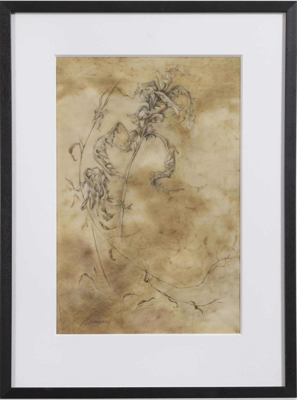 Kate Nessler, Winter Fern