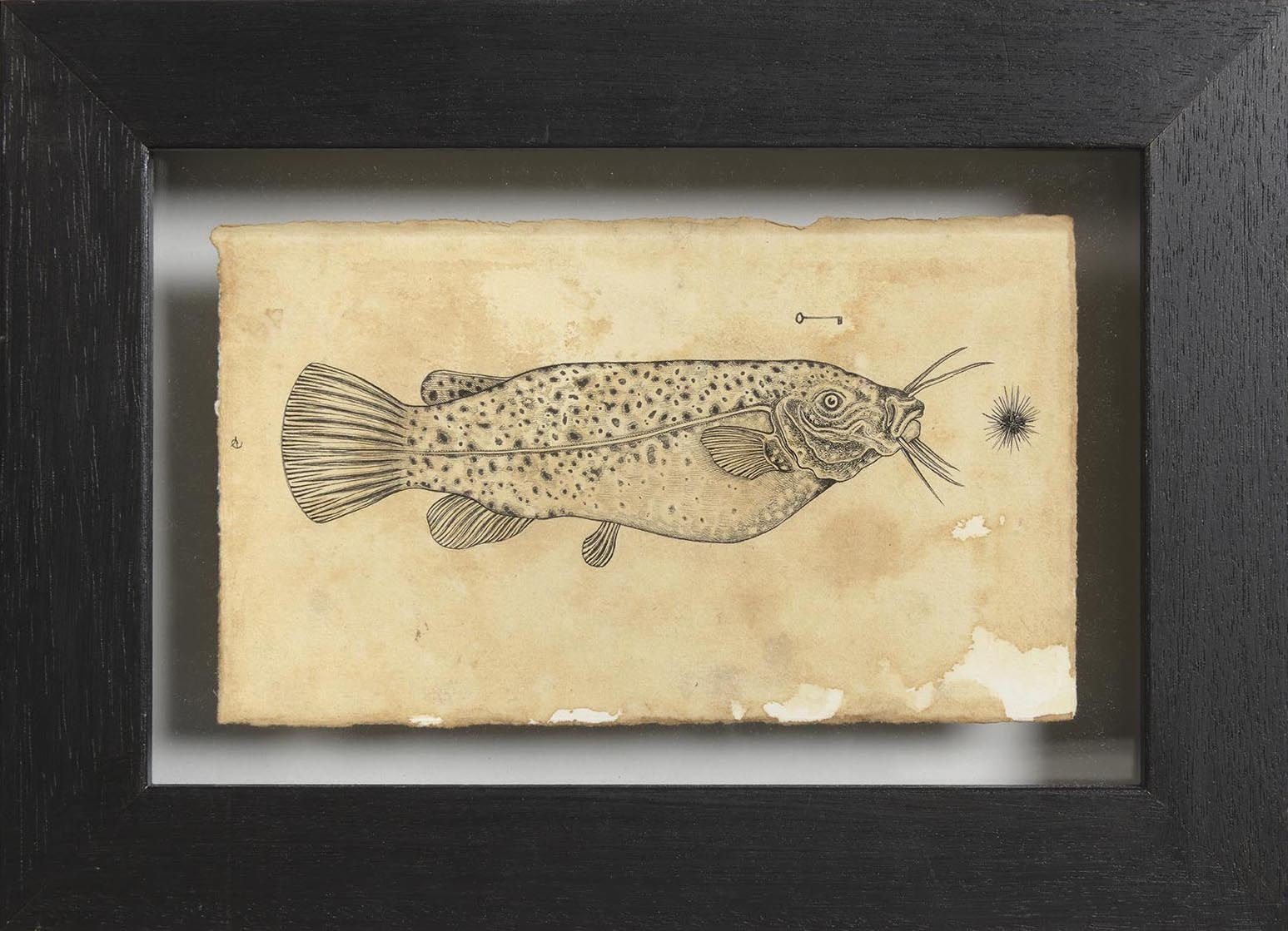 Andrea Collesano, Electrica, 2018