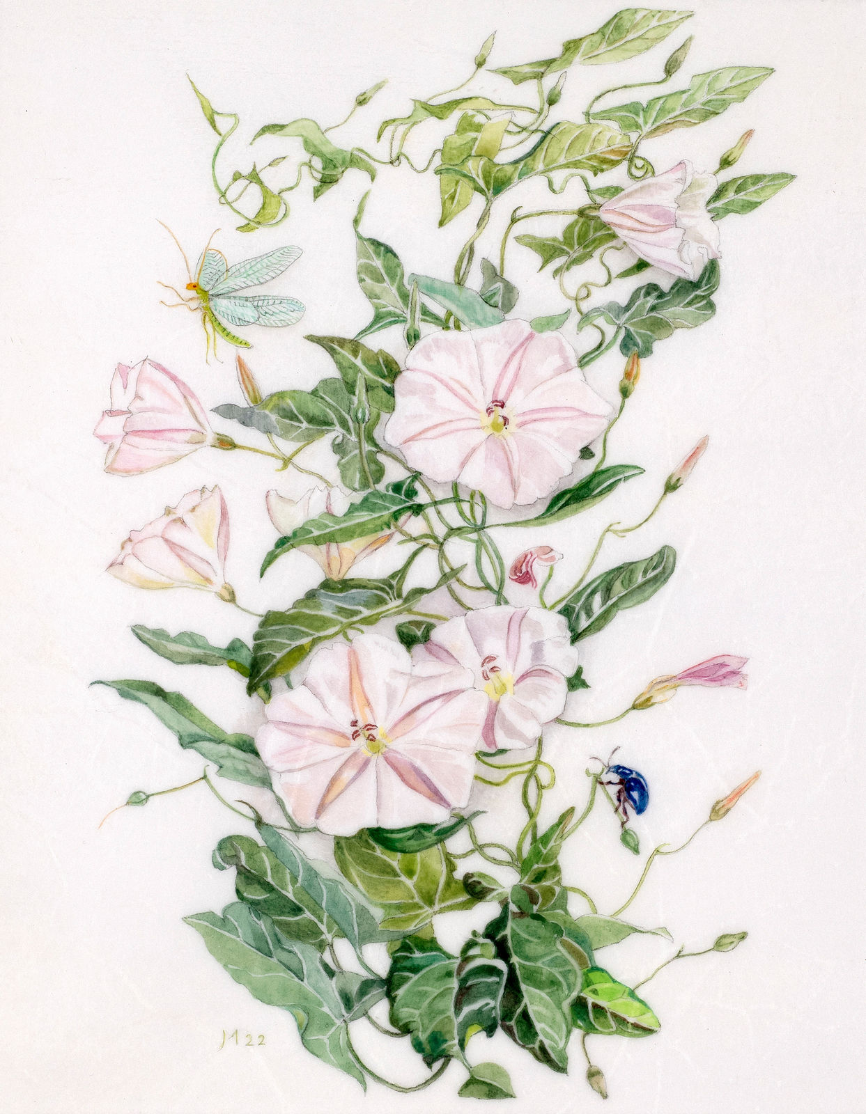 Janet Marsh, Field bindweed Convolvulus arvensis, 2022