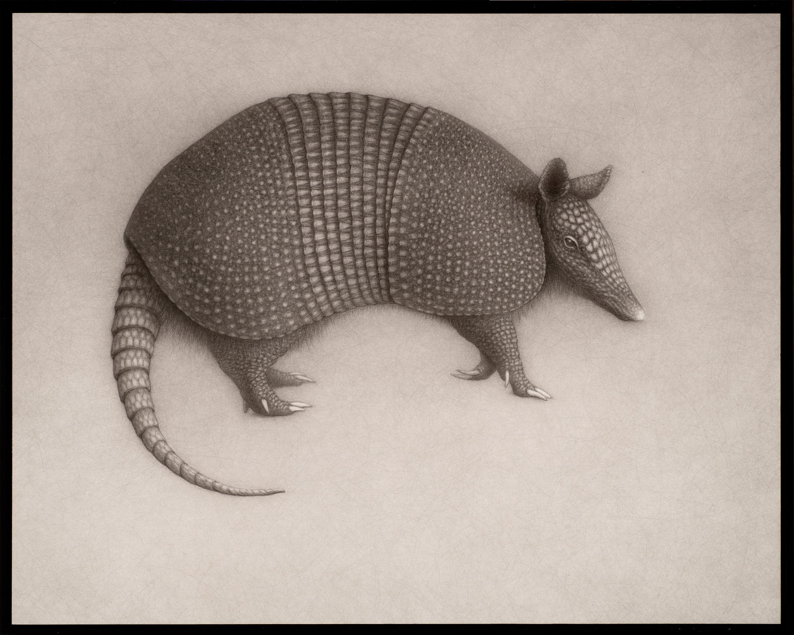 Lee Andre, Armadillo, 2022
