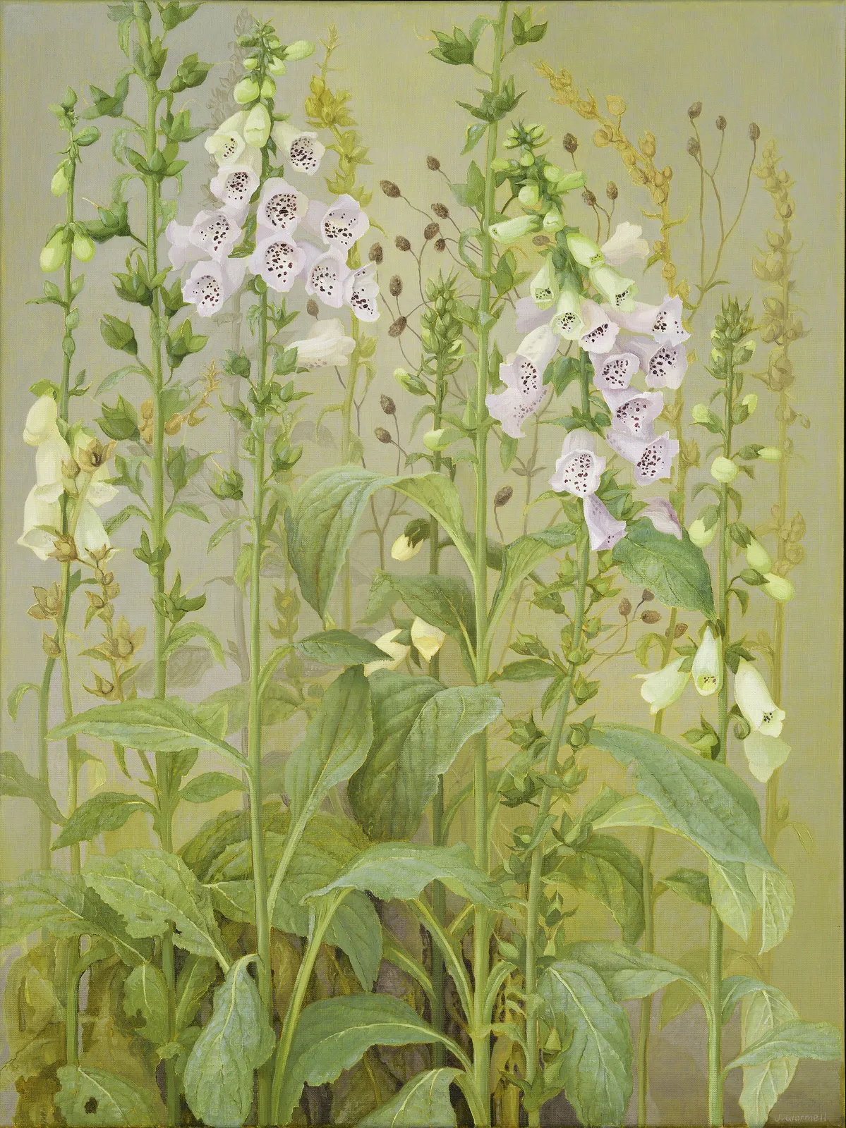 Jane Wormell, Foxgloves, 2020