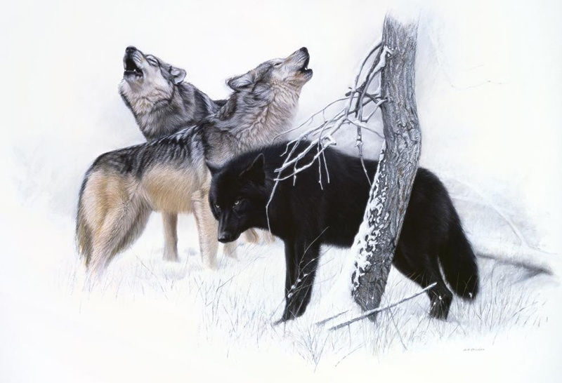 Gary Stinton, Grey Wolves