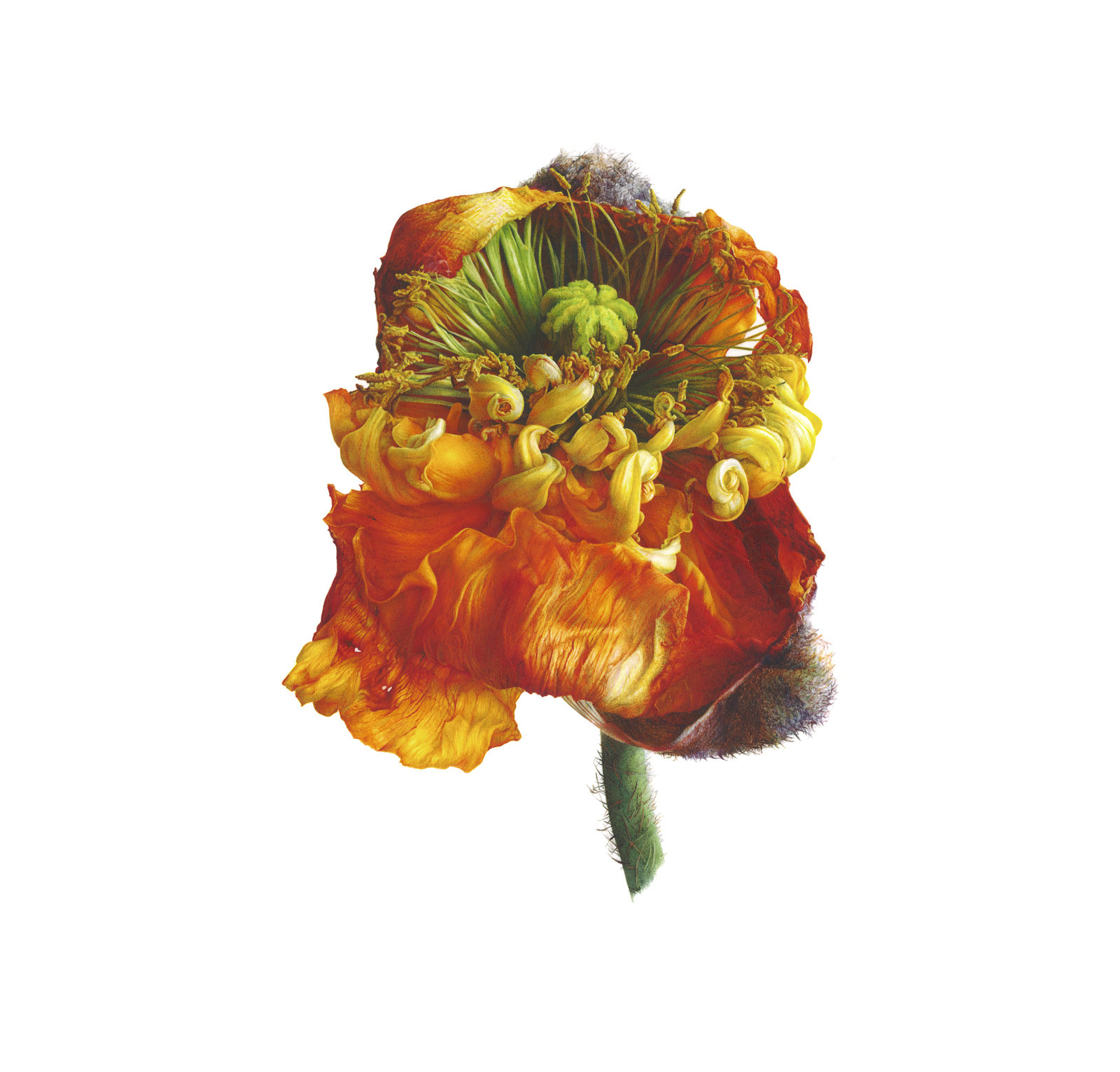 Fiona Strickland, Celebration. Papaver