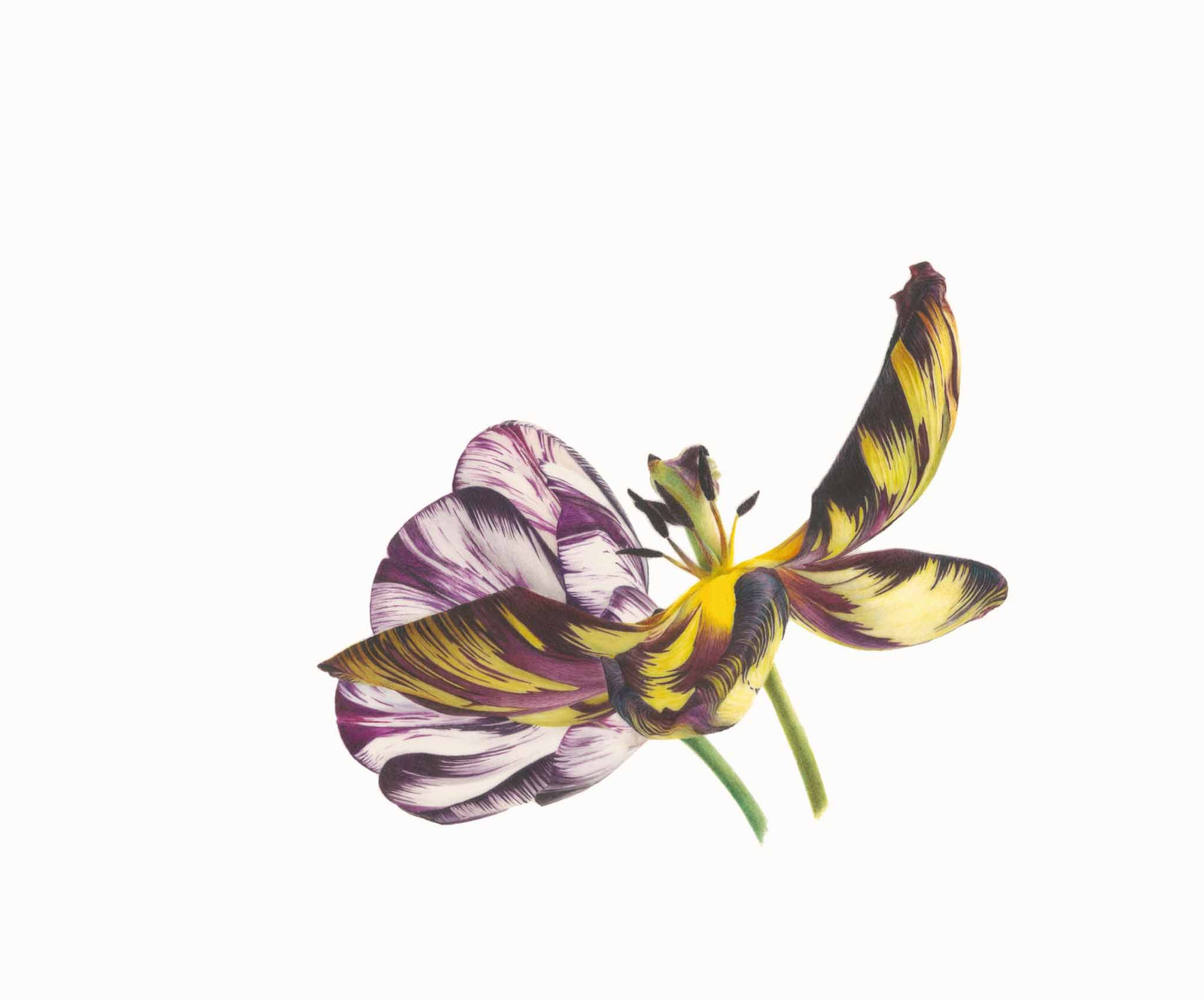 Fiona Strickland, Tulipa 'Joseph Paxton' and 'Adonis' feathered (English Florists' Tulips)