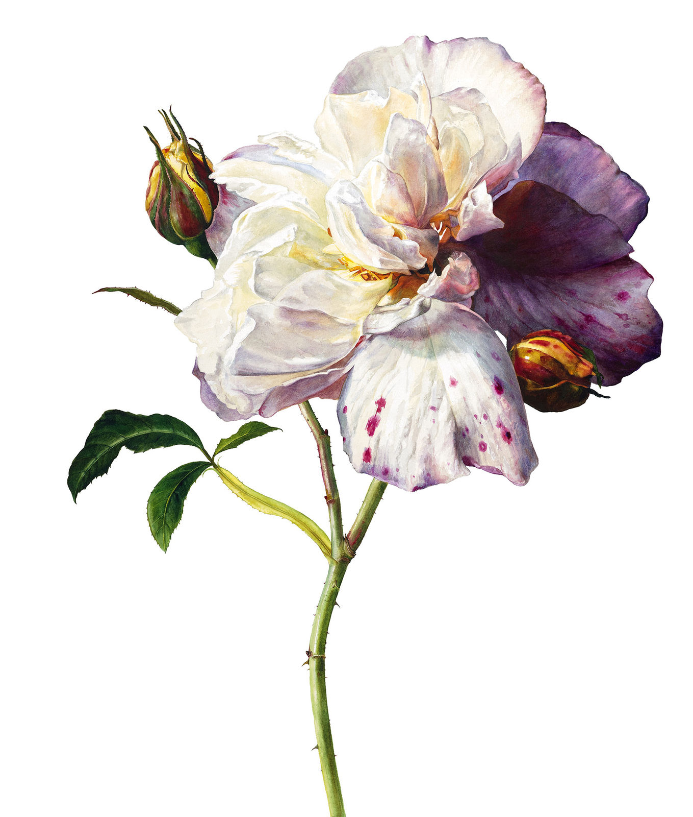 Rosie Sanders, The dark side of the moon