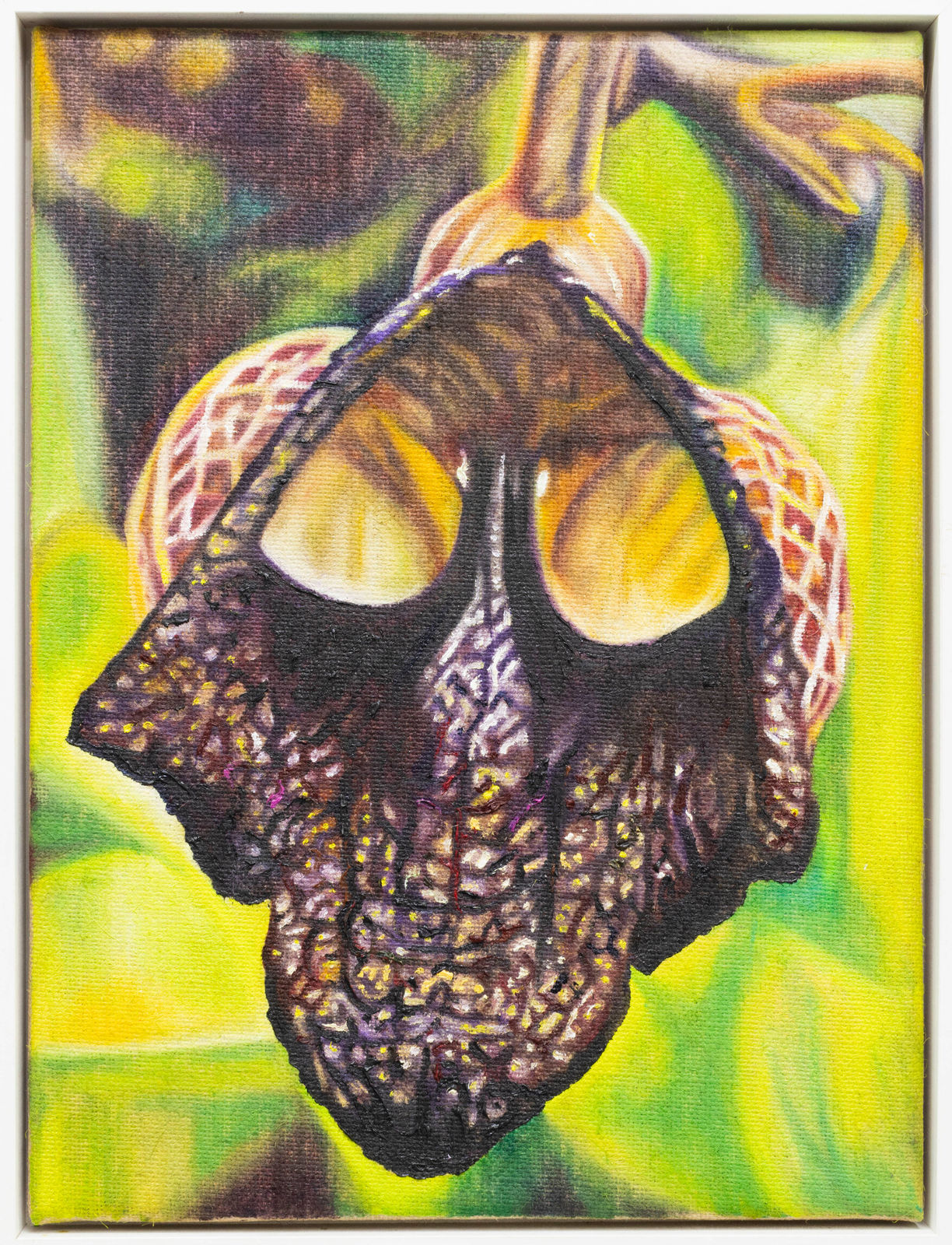 Grégory Sugnaux, Aristolochia Salvadorensis, 2024
