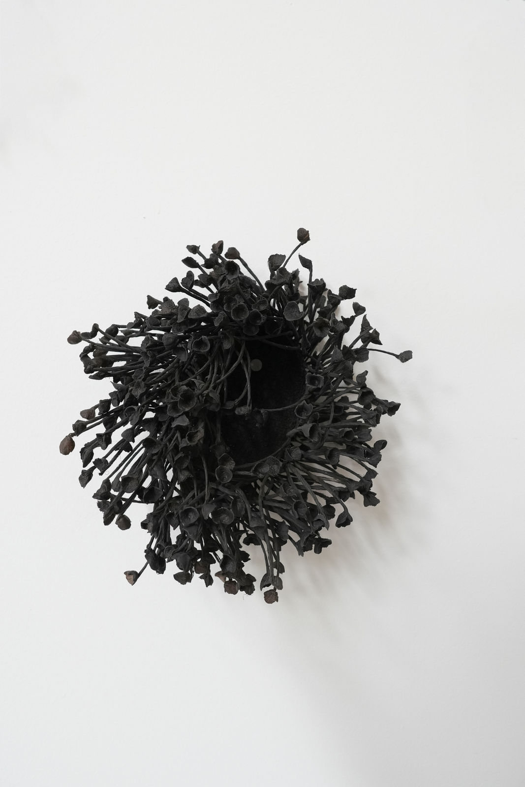 Emma Davies, Anemone, 2024