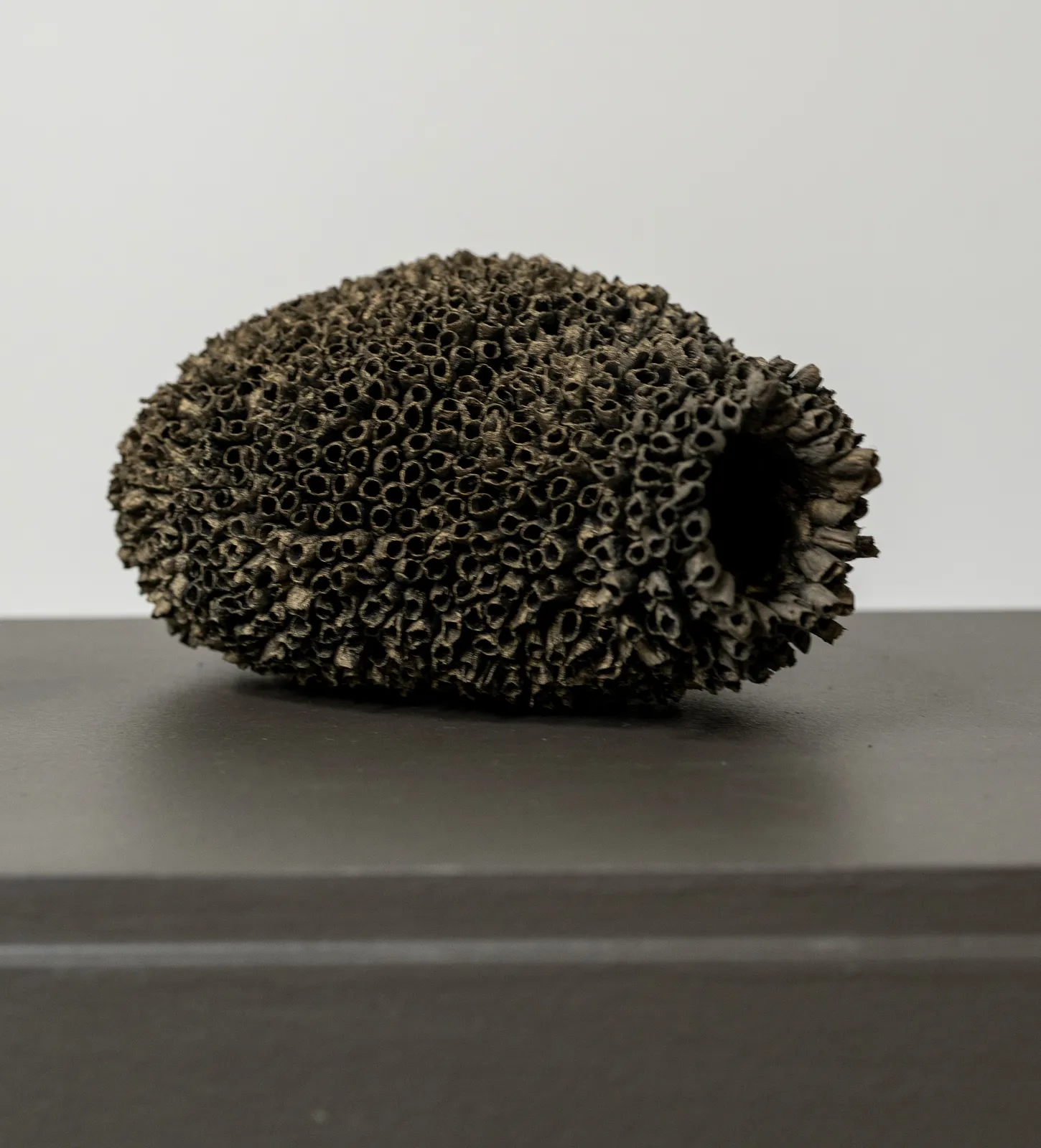 Emma Davies, Mud Nest II, 2026